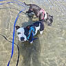Una Matata a rejoint le concours — aidez-le/la à gagner de superbes lots ! dog, water, harness, leash, outdoor, pet, animal, black_and_white, brown, shallow_water, playful, canine, summer, nature, sunlight, reflection, wet, two_dogs, curious, sniffing