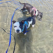 Una Matata a rejoint le concours — aidez-le/la à gagner de superbes lots ! dog, water, shallow_water, beach, leash, harness, black_and_white_dog, black_dog, outdoor, sunlight, wet, animal, pet, playful, summer, nature, canine, two_dogs, walking, curious