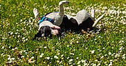 Una Matata participe au concours pour gagner de l'argent avec cette photo : dog, grass, flowers, daisies, outdoor, sunlight, greenery, nature, pet, playful, happy, canine, animal, summer, field, relaxation, rolling, black_and_white, harness, meadow