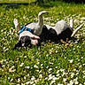 dog, grass, flowers, daisies, outdoor, sunlight, greenery, nature, pet, playful, happy, canine, animal, summer, field, relaxation, rolling, black_and_white, harness, meadow