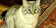 Sugar And Spice is registered to the contest to win money with this photo: cat, tabby, indoor, pet, animal, fur, sitting, curious, carpet, rug, leather_couch, brown, furniture, home, domestic, whiskers, ears, floor, cozy, closeup