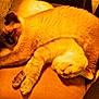 animal, cat, chair, closeup, companions, cozy, curled_up, cute, domestic, feline, fur, home, indoor, lace_curtain, pets, relaxing, resting, sleeping, two_cats, warm_light