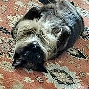 Sugar And Spice is registered to the contest to win money with this photo: cat, feline, pet, animal, fur, whiskers, relaxed, upside_down, lying_down, carpet, patterned_rug, indoor, cozy, cute, domestic_animal, playful, resting, soft, ears, tail