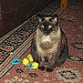Sugar And Spice joined the competition — help win amazing prizes! cat, siamese, pet, indoor, toy, rug, patterned_rug, furniture, brown, blue, yellow, floor, animal, feline, domestic, sitting, fur, whiskers, ears, eyes