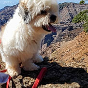 Buddy is registered to the contest to win money with this photo: dog, white_dog, fluffy, rock, mountain, sky, cloud, leash, outdoor, nature, landscape, sunny, daytime, animal, pet, tongue_out, scenic, hiking, blurred_subject, fuzzy