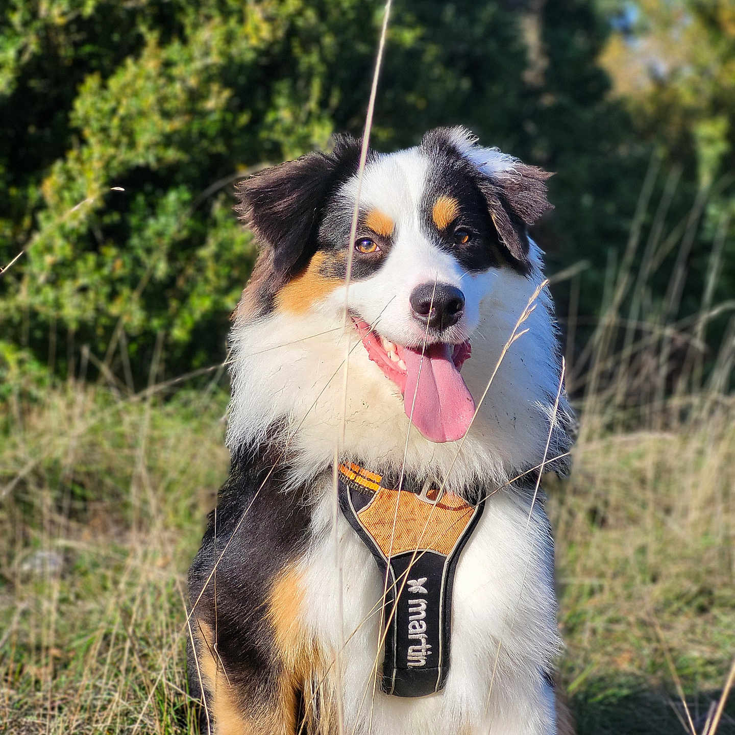 Utu a rejoint le concours — aidez-le/la à gagner de superbes lots ! accessories, animal, bodypart, canine, cockerspaniel, collie, dog, grass, hound, husky, leash, mouth, outdoors, person, pet, plant, puppy, strap, tree, vegetation
