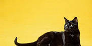 Saphir a rejoint le concours — aidez-le/la à gagner de superbes lots ! black_cat, cat, feline, pet, animal, portrait, studio, yellow_background, minimalist_style, whiskers, tail, ears, eyes, fur, lying_down, indoor, sleek, calm, bright, cute