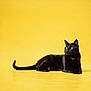 black_cat, cat, feline, pet, animal, portrait, studio, yellow_background, minimalist_style, whiskers, tail, ears, eyes, fur, lying_down, indoor, sleek, calm, bright, cute