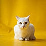 Saphir a rejoint le concours — aidez-le/la à gagner de superbes lots ! white_cat, cat, feline, pet, portrait, sitting, yellow_background, studio, indoor, paws, ears, green_eyes, whiskers, fur, close_up, centered, minimalism, calm, animal, domestic_cat