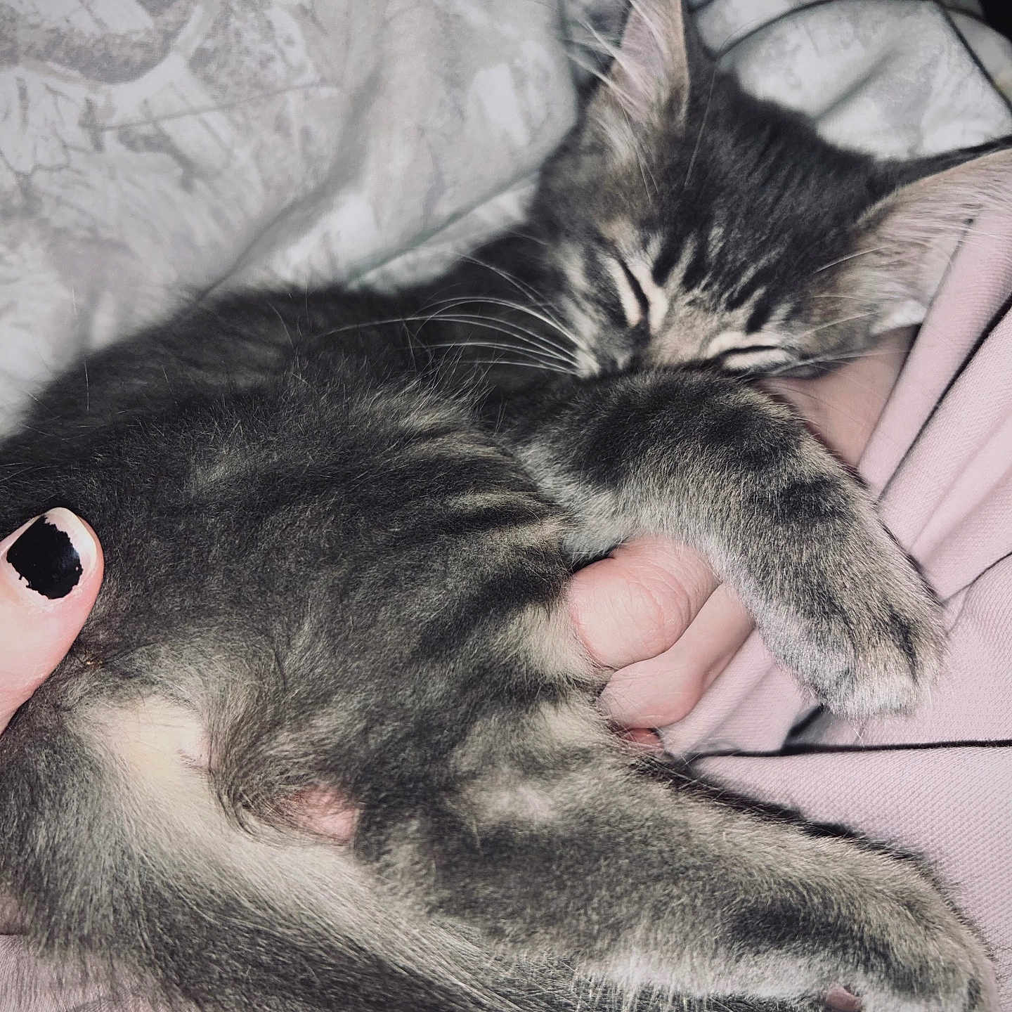 Fleetwood joined the competition — help win amazing prizes! bed, blanket, cat, close_up, cozy, cuddle, ear, feline, fur, hand, holding, indoor, kitten, nap, painted_nails, paw, paw_pad, pet, sleeping, whiskers