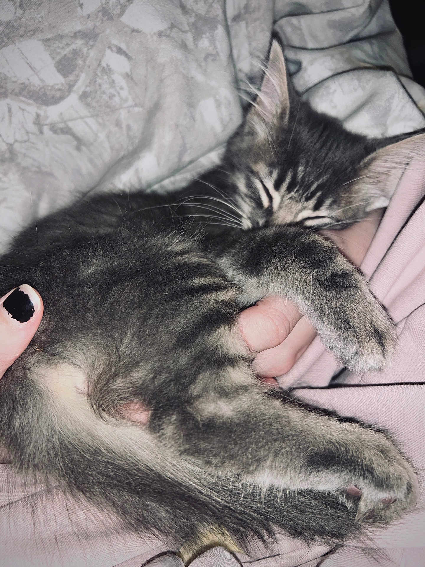 Fleetwood joined the competition — help win amazing prizes! cat, kitten, sleeping, paw, fur, blanket, bed, hand, painted_nails, cozy, close_up, indoor, pet, whiskers, nap, cuddle, feline, paw_pad, ear, holding