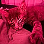 Fleetwood is registered to the contest to win money with this photo: cat, kitten, sleeping, paw, whiskers, fur, blanket, closeup, portrait, pet, feline, cozy, indoor, pink_lighting, ear, nose, soft_texture, relaxation, bedroom, nap