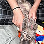 Fleetwood is registered to the contest to win money with this photo: cat, kitten, pet, paw, paws, human_hand, arms, hair_tie, plaid_blanket, fleece_blanket, lying_on_back, belly, fur, whiskers, ears, green_eyes, indoor, cozy, close_up, playful
