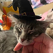 Fleetwood is registered to the contest to win money with this photo: cat, kitten, witch_hat, sleeping, whiskers, hand, petting, closeup, fur, cozy, indoor, cute, portrait, napping, accessory, soft_focus, blanket, pillow, domestic_animal, eyes_closed