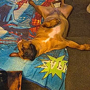 Ruby is registered to the contest to win money with this photo: dog, brown_dog, blanket, couch, relaxed, sprawled, indoor, resting, wooden_table, cartoon_graphics, furniture, pet, sleeping, cozy, living_room, canine, paw, fur, snout, ears