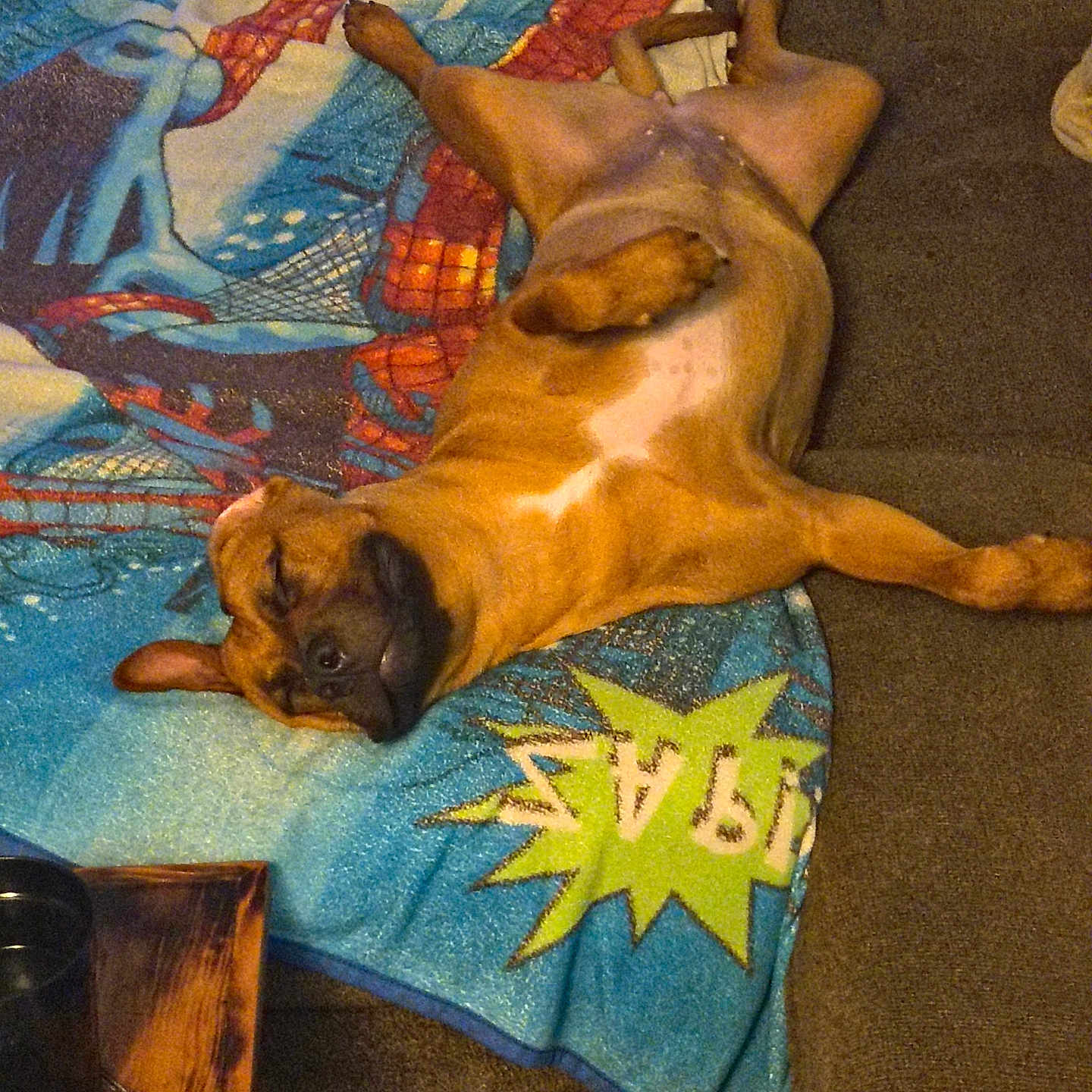 Ruby is registered to the contest to win money with this photo: blanket, brown_dog, canine, cartoon_graphics, couch, cozy, dog, ears, fur, furniture, indoor, living_room, paw, pet, relaxed, resting, sleeping, snout, sprawled, wooden_table