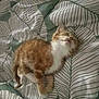 Chaussette participe au concours pour gagner de l'argent avec cette photo : animal, bed, blanket, cat, cozy, cute, domestic_cat, fur, indoor, kitten, leaf_pattern, orange_cat, paw, pet, resting, sleeping, soft, whiskers, white_fur, young_cat