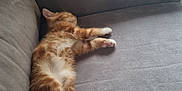 Chaussette participe au concours pour gagner de l'argent avec cette photo : adorable, animal, cat, couch, cozy, cute, fur, furniture, home, indoor, kitten, orange, paws, peaceful, pet, relaxing, resting, sleeping, small, white