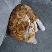 Chaussette a rejoint le concours — aidez-le/la à gagner de superbes lots ! animal, cat, couch, cozy, curled_up, cute, domestic_cat, fur, furry, indoor, kitten, napping, orange_cat, pet, relaxed, resting, sleeping, soft, whiskers, white_paws