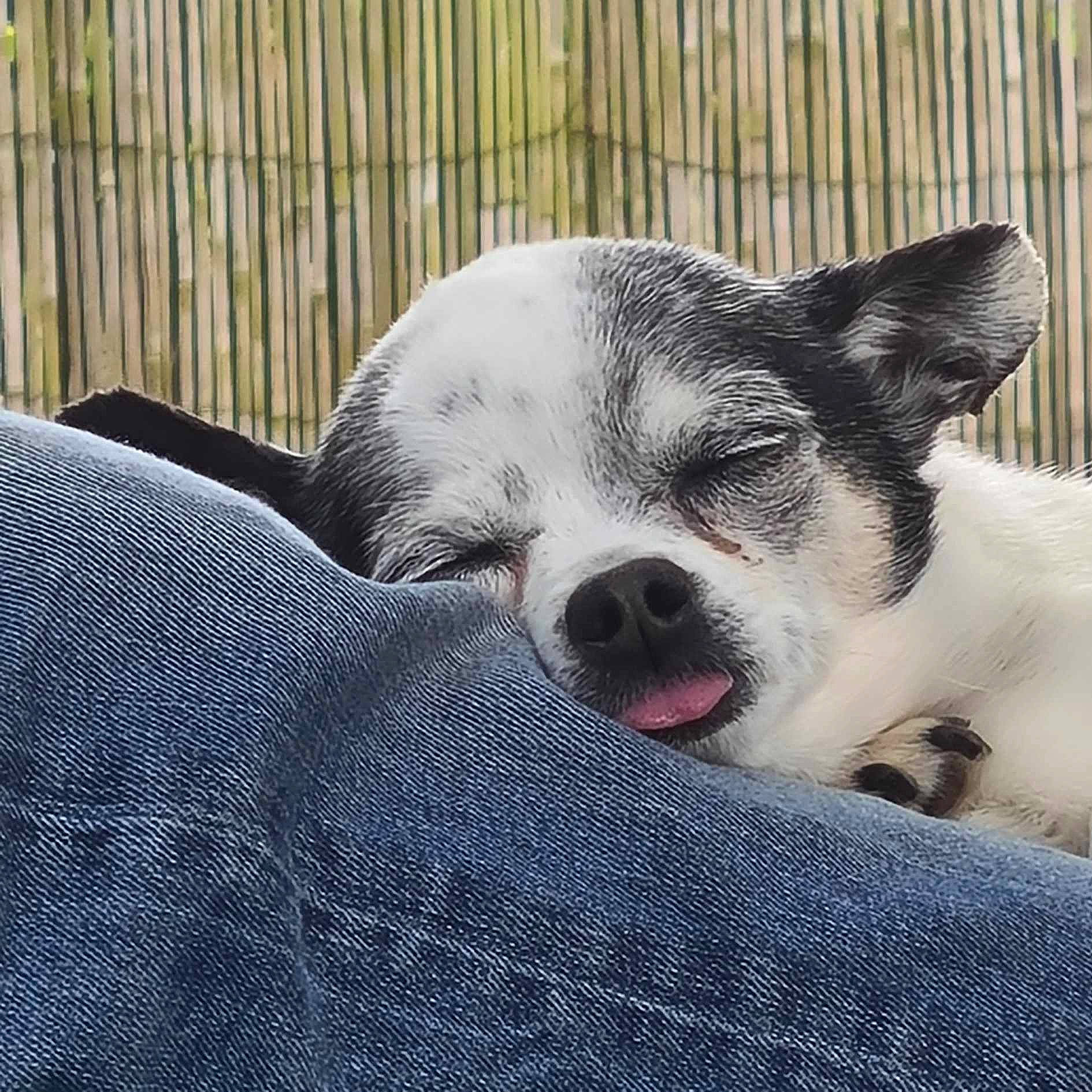 Papy a rejoint le concours — aidez-le/la à gagner de superbes lots ! canidae, carnivore, comfort, companion_dog, dog, dog_breed, fawn, fence, fur, nap, non_sporting_group, paw, sleep, snout, sporting_group, terrestrial_animal, toy_dog, whiskers, working_animal