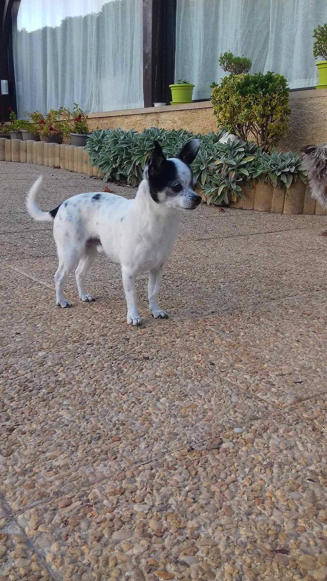 Papy a rejoint le concours — aidez-le/la à gagner de superbes lots ! canidae, carnivore, collar, companion_dog, curtain, dog, dog_breed, fawn, grass, non_sporting_group, plant, road_surface, snout, soil, sporting_group, tail, terrestrial_animal, terrier