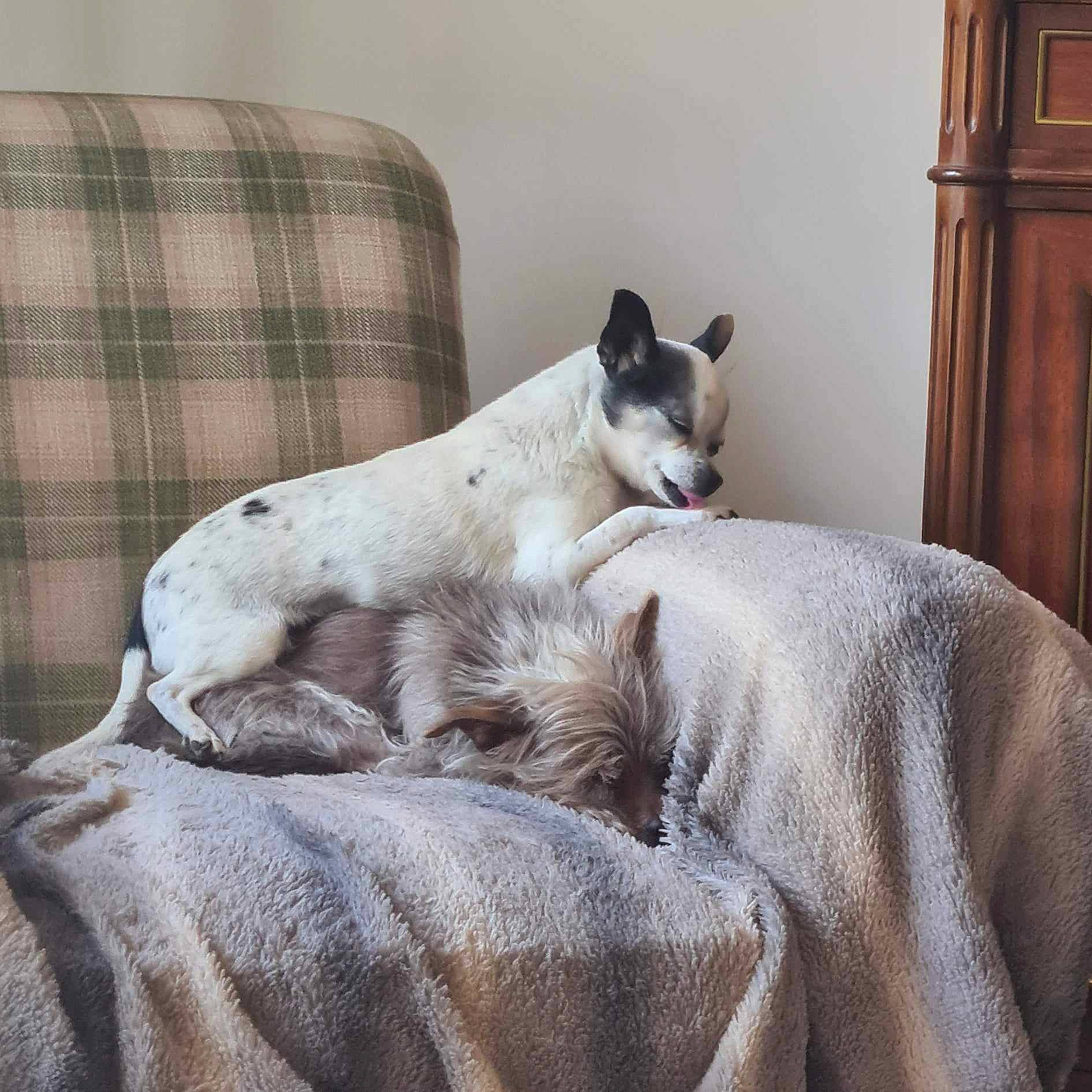 Papy a rejoint le concours — aidez-le/la à gagner de superbes lots ! cabinetry, canidae, carnivore, cat, comfort, companion_dog, couch, dog_breed, domestic_short_haired_cat, fawn, felidae, fur, grey, linens, small_to_medium_sized_cats, snout, sporting_group, tail, tartan, whiskers