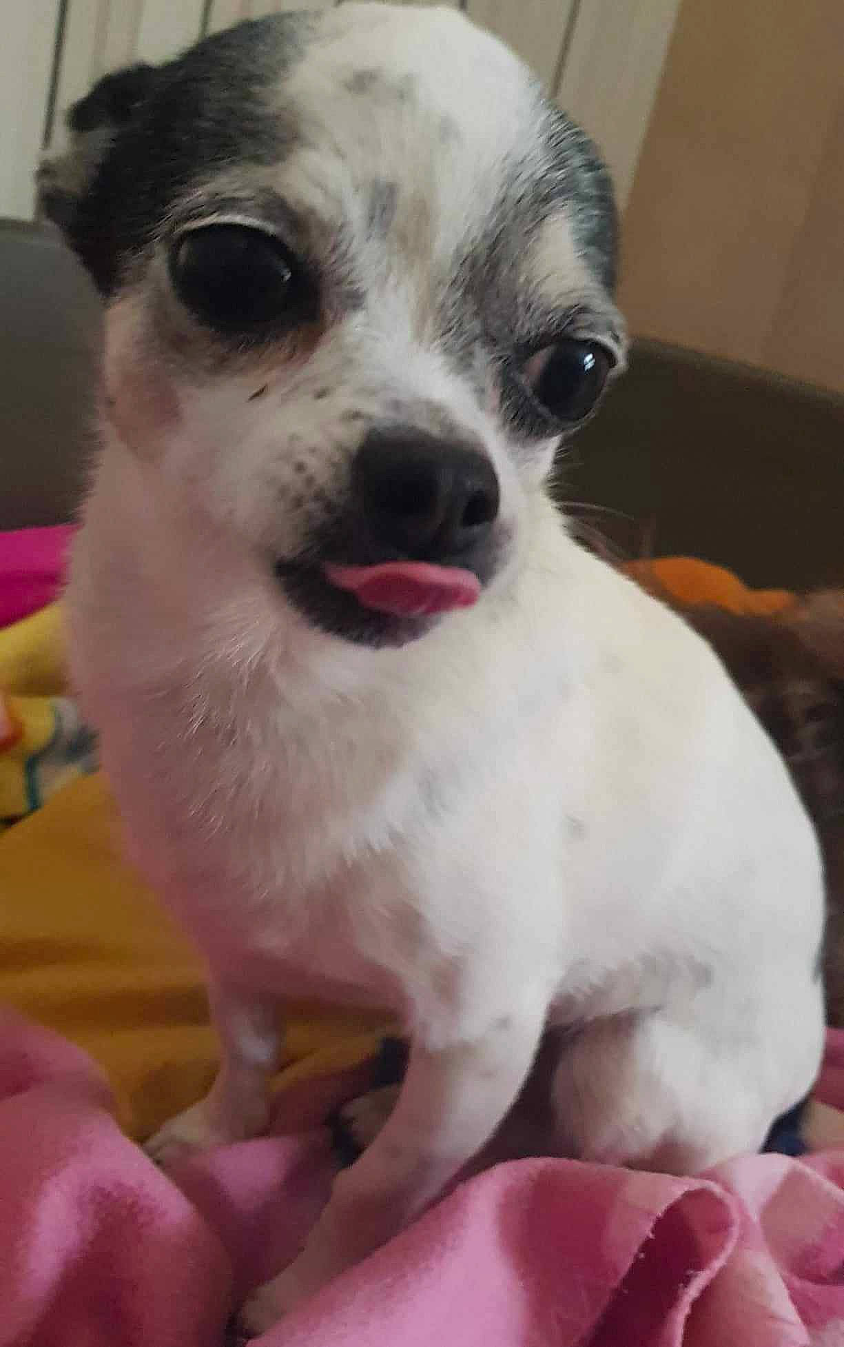 Papy a rejoint le concours — aidez-le/la à gagner de superbes lots ! carnivore, collar, companion_dog, dog, dog_breed, ear, fawn, fur, kitchen_utensil, non_sporting_group, puppy, snout, sporting_group, toy_dog, whiskers, working_animal