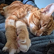 Carlos participe au concours pour gagner de l'argent avec cette photo : cat, orange_tabby, sleeping, paws, whiskers, close_up, cozy, blanket, feline, pet, resting, cute, fur, indoor, relaxation, soft_texture, animal, mammal, peaceful, domestic_cat