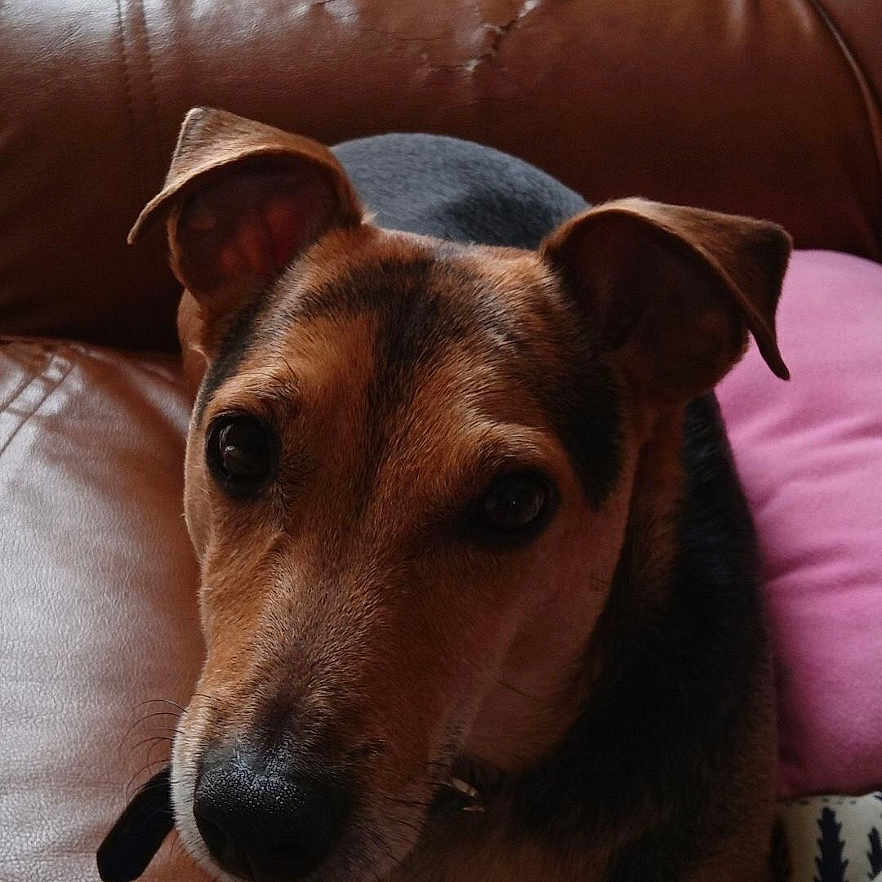 Selly a rejoint le concours — aidez-le/la à gagner de superbes lots ! dog, pet, animal, portrait, close_up, brown_dog, sitting, couch, leather, sofa, pink_cushion, blanket, indoors, window, home, relaxed, alert, floppy_ears, black_nose, cozy