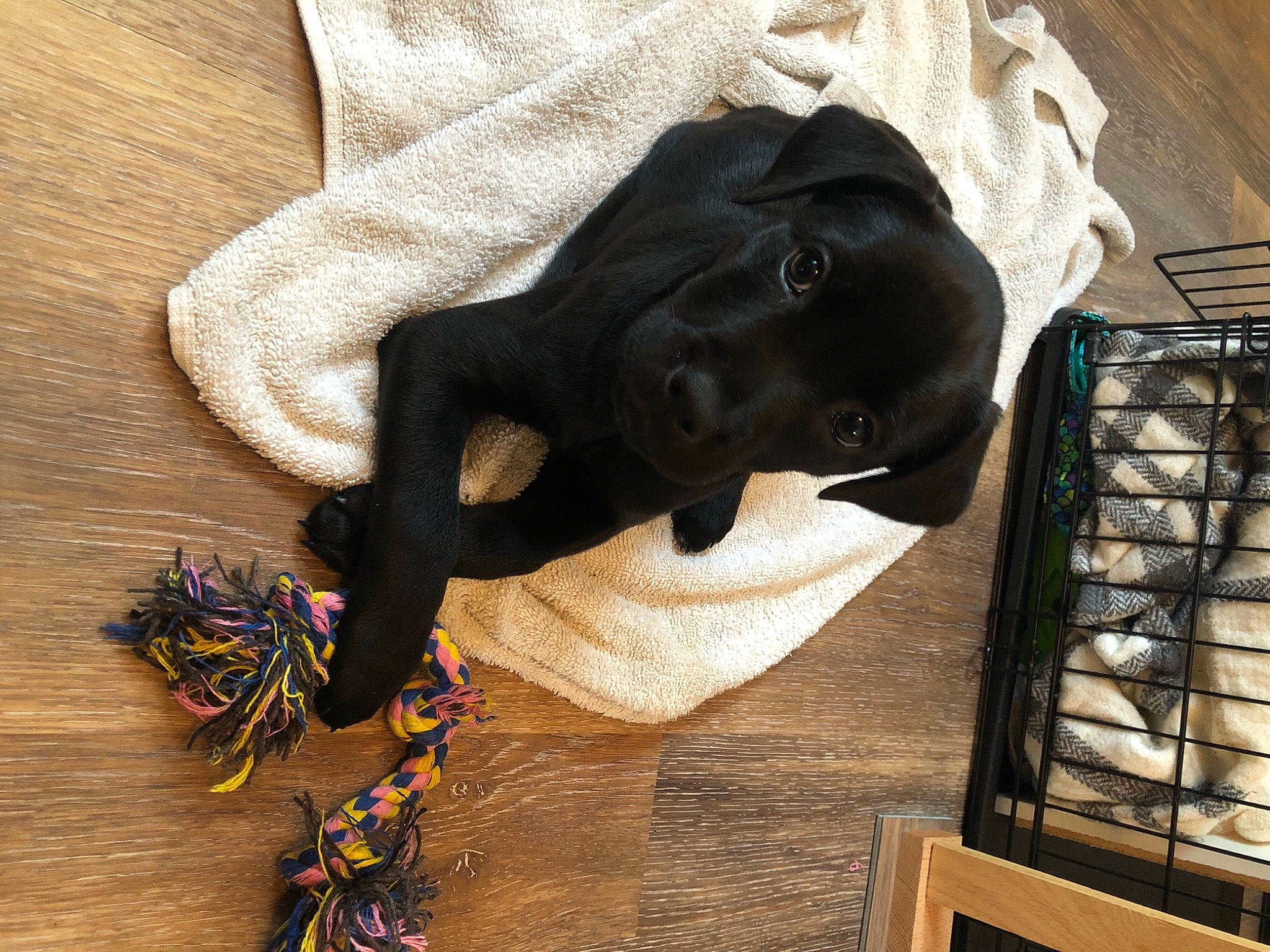 Cocoa joined the competition — help win amazing prizes! body_jewelry, borador, bracelet, cage, canidae, carnivore, companion_dog, craft, dog, dog_breed, dog_supply, guard_dog, natural_material, pet_supply, snout, sporting_group, working_animal, working_dog