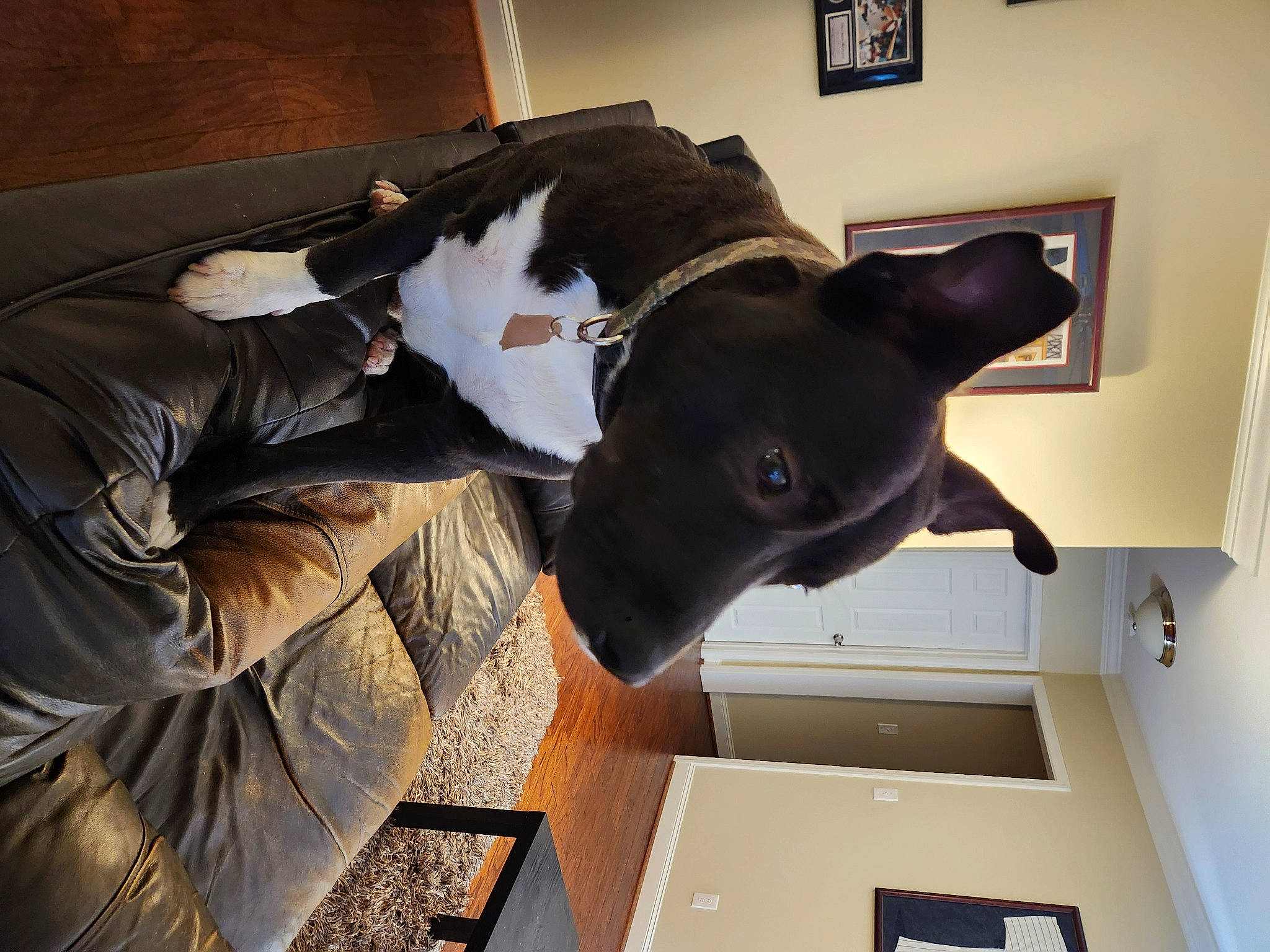 Moonshine joined the competition — help win amazing prizes! canidae, carnivore, comfort, dog_breed, ear, fawn, felidae, flooring, fur, hardwood, picture_frame, small_to_medium_sized_cats, snout, sporting_group, tail, terrestrial_animal, whiskers, window, wood, working_animal