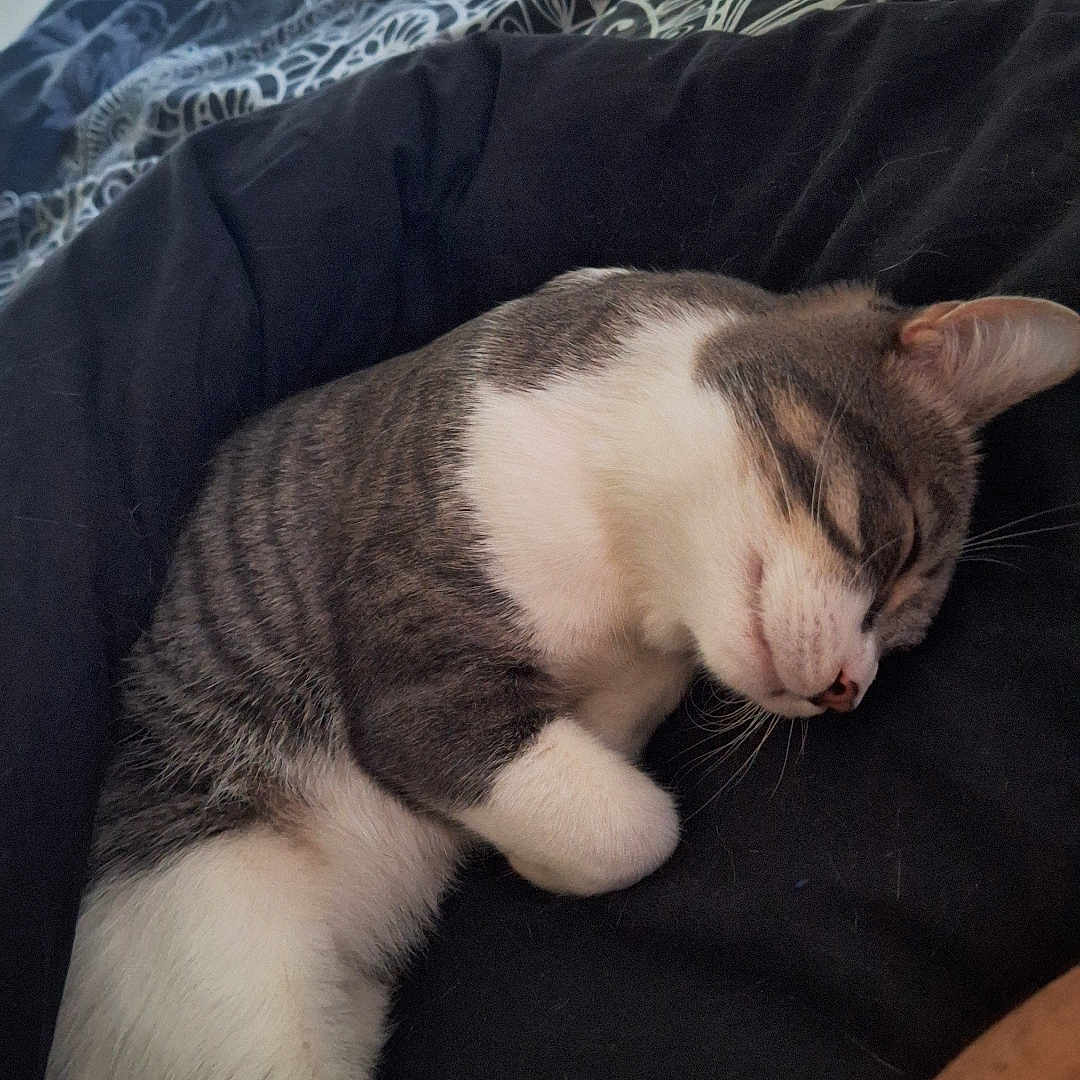 Fripouille participe au concours pour gagner de l'argent avec cette photo : animal, bed, blanket, cat, closeup, comfort, cozy, cute, domestic_animal, feline, fur, gray, indoor, paw, pet, relaxation, resting, sleeping, striped, white