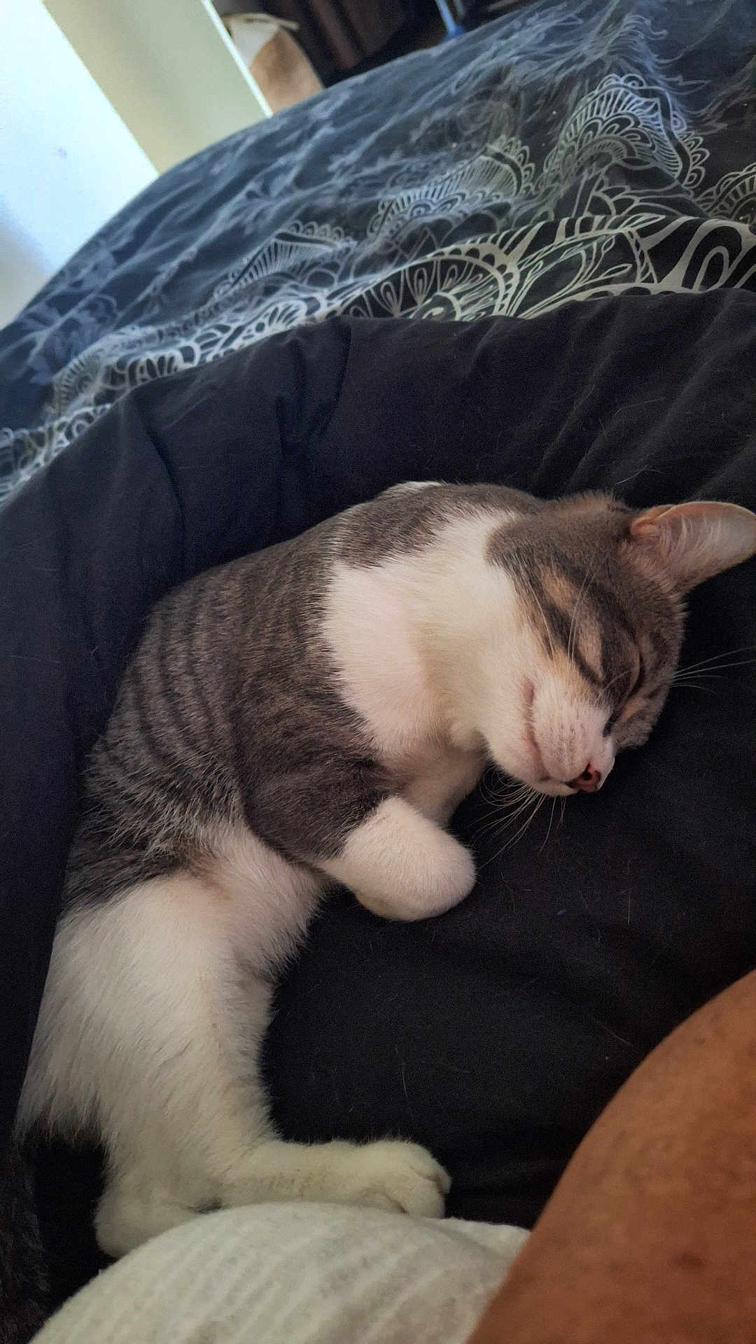 Fripouille participe au concours pour gagner de l'argent avec cette photo : cat, sleeping, indoor, bed, blanket, resting, pet, feline, cozy, fur, white, gray, striped, closeup, domestic_animal, relaxation, paw, cute, animal, comfort