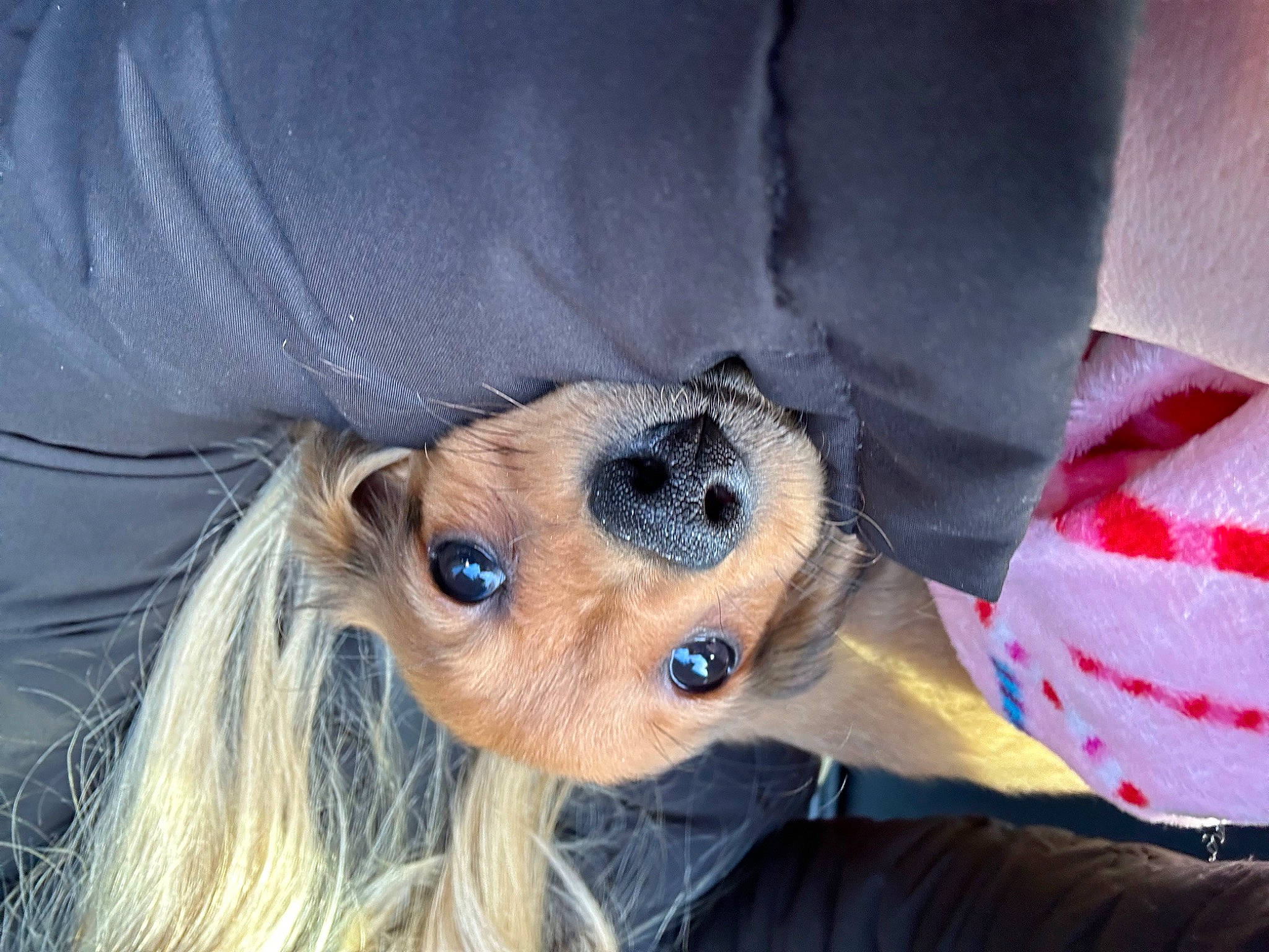 Lola joined the competition — help win amazing prizes! canidae, carnivore, comfort, companion_dog, dog, dog_breed, dog_clothes, dog_supply, eyelash, fawn, fur, liver, paw, snout, sporting_group, sunglasses, textile, toy_dog, whiskers, working_animal
