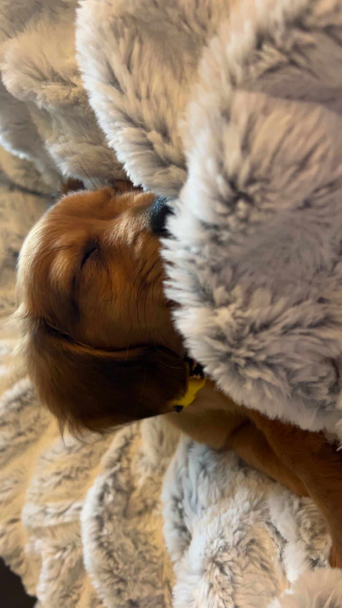 Lola is registered to the contest to win money with this photo: big_cats, canidae, carnivore, claw, companion_dog, dog_breed, fawn, felidae, fur, liver, natural_material, paw, small_to_medium_sized_cats, snout, sporting_group, tail, terrestrial_animal, toy, whiskers, wildlife