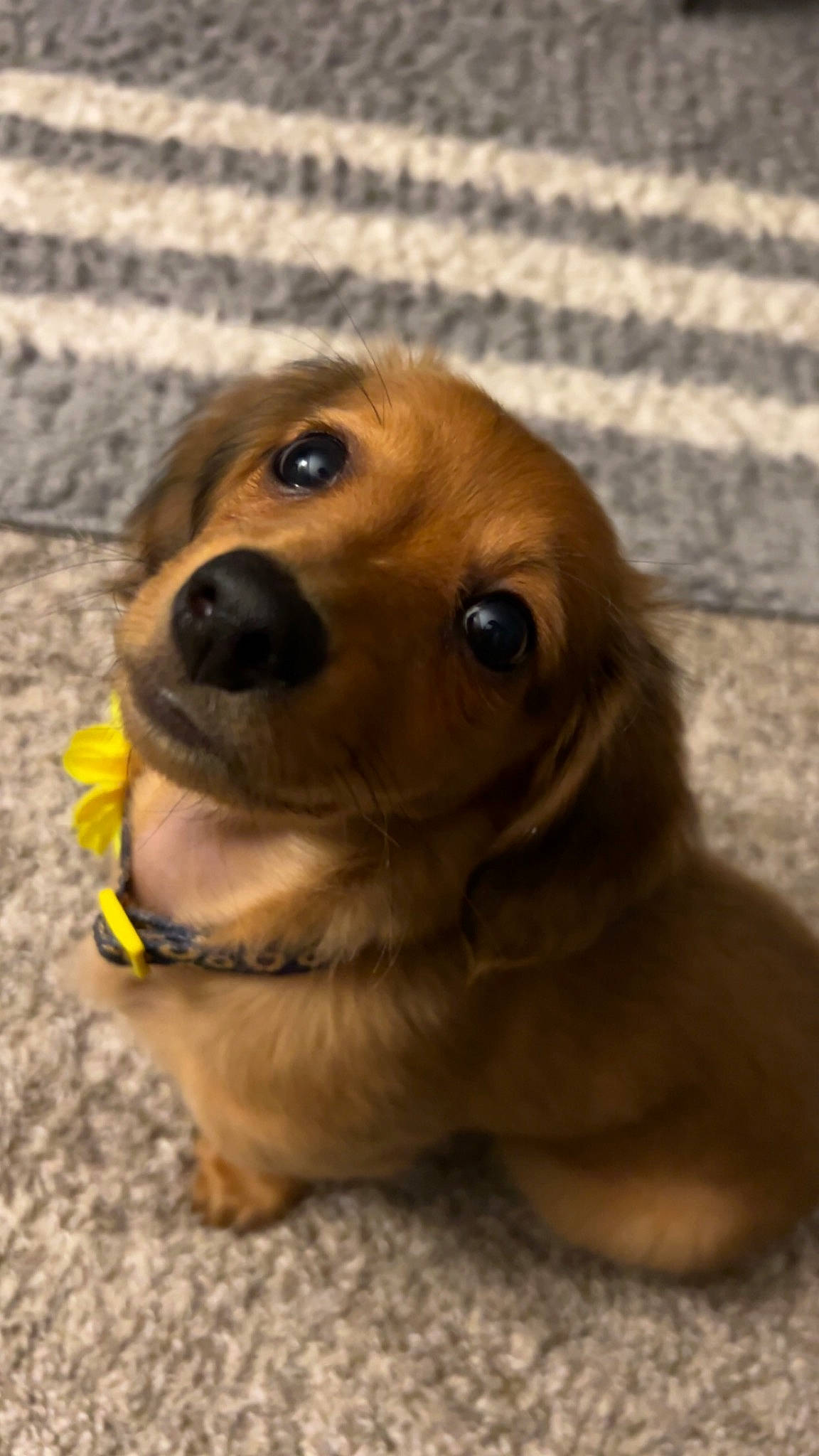 Lola is registered to the contest to win money with this photo: canidae, carnivore, companion_dog, dog, dog_breed, dog_supply, ear, eye, fawn, fur, liver, pet_supply, puppy, snout, sporting_group, whiskers, wood, working_animal