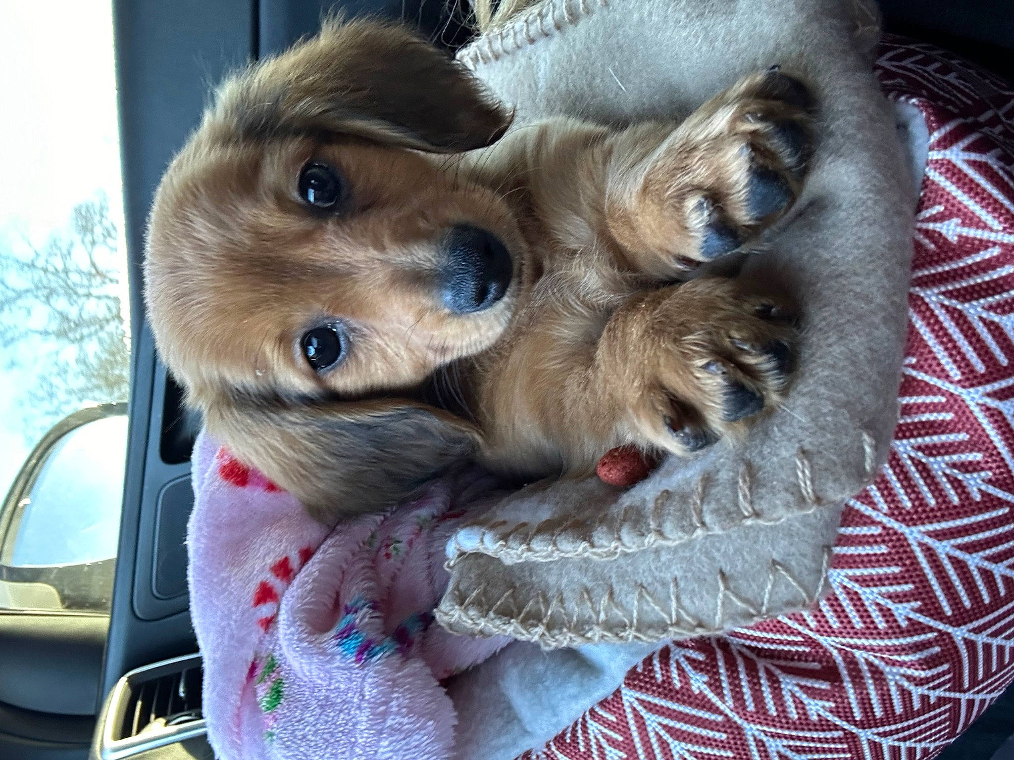 Lola is registered to the contest to win money with this photo: canidae, car, carnivore, collar, companion_dog, dog, dog_breed, dog_supply, fawn, fur, paw, puppy, puppy_love, small_to_medium_sized_cats, snout, sporting_group, vehicle, whiskers, windshield, working_animal