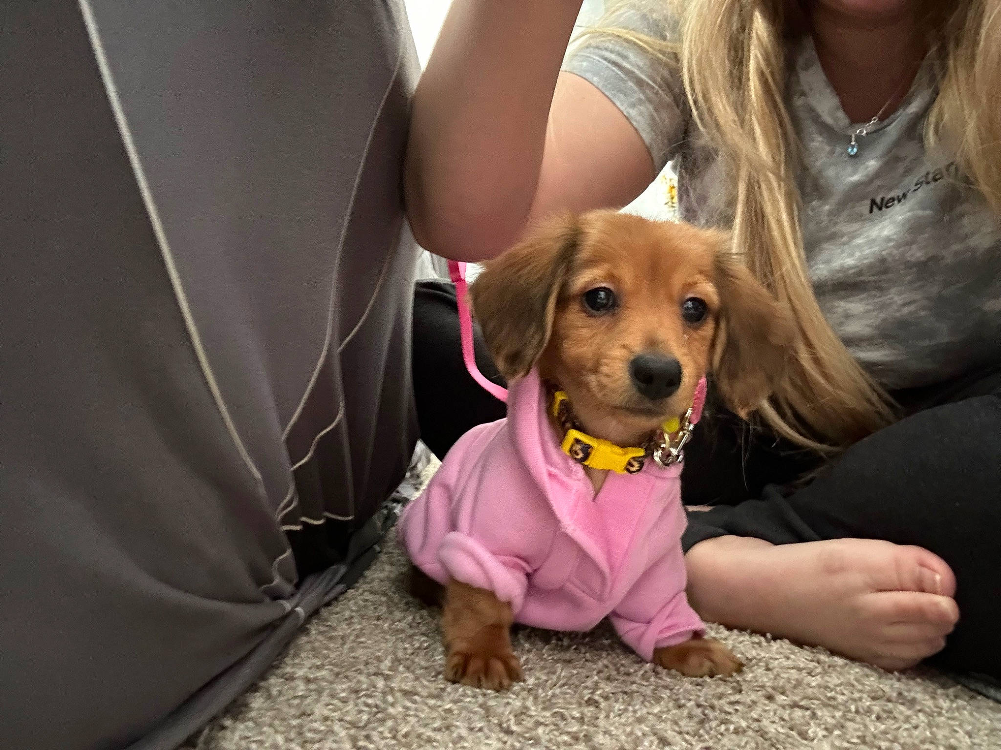 Lola joined the competition — help win amazing prizes! adventure, canidae, carnivore, collar, companion_dog, dog, dog_breed, dog_clothes, dog_collar, dog_supply, fawn, fur, happy, leash, pet_supply, sitting, snout, sporting_group, vertebrate, working_animal