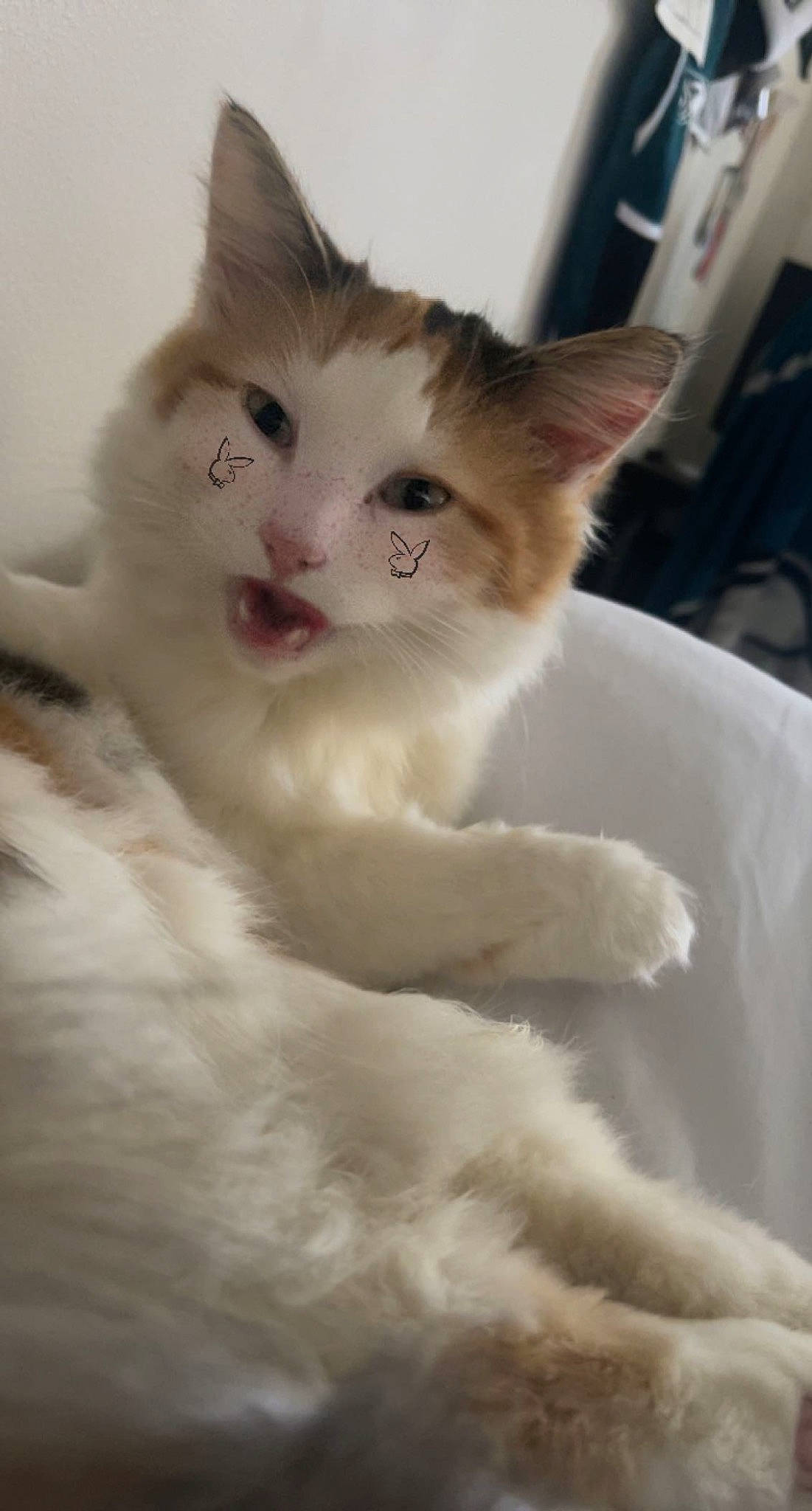 Stella is registered to the contest to win money with this photo: british_longhair, carnivore, cat, claw, comfort, domestic_short_haired_cat, eye, fawn, felidae, fur, paw, sitting, small_to_medium_sized_cats, snout, tail, whiskers