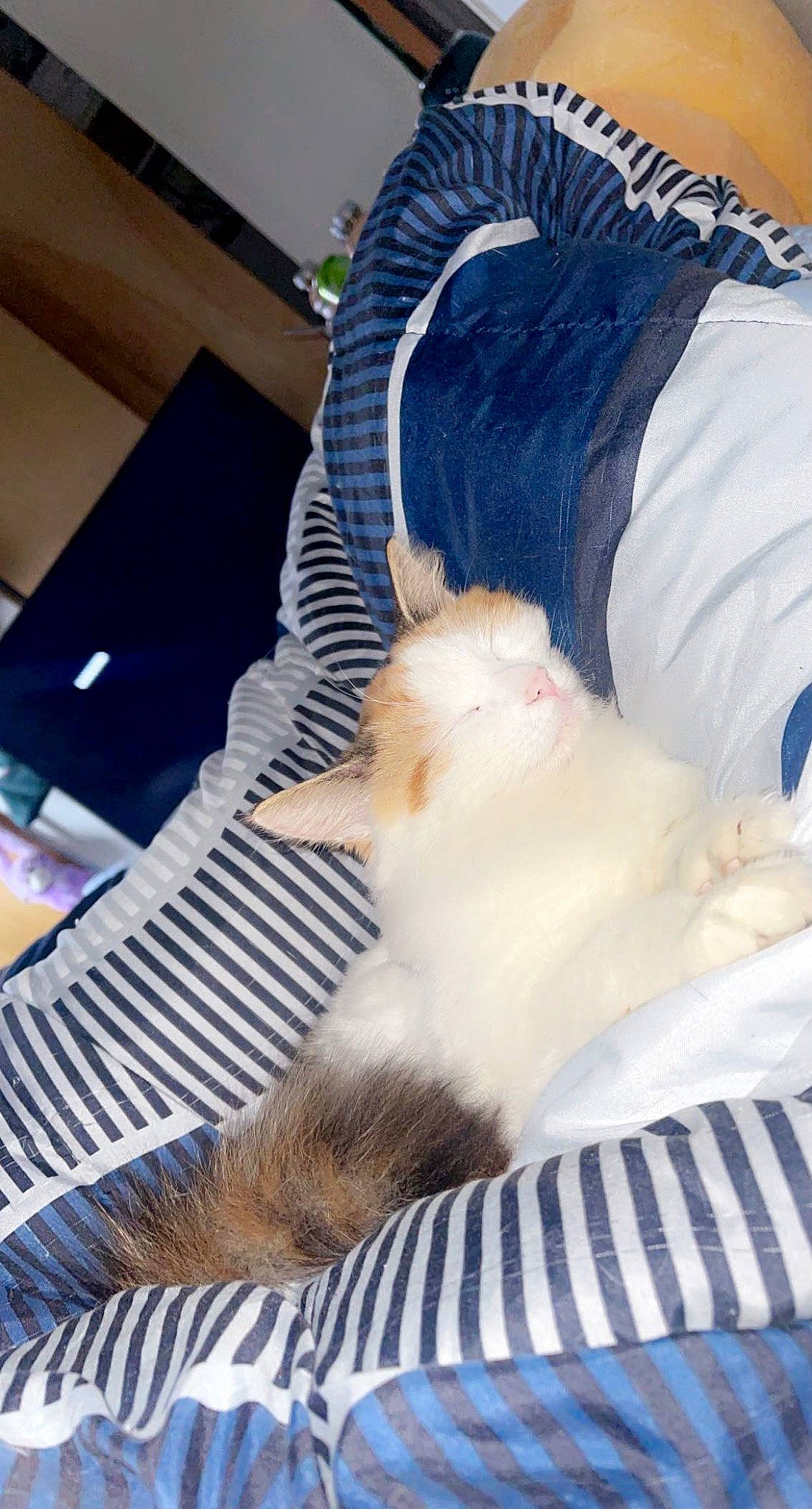 Stella is registered to the contest to win money with this photo: bed, canidae, carnivore, cat, claw, comfort, companion_dog, dog_breed, domestic_short_haired_cat, felidae, fur, lap, linens, nap, paw, room, sleep, small_to_medium_sized_cats, tail, whiskers