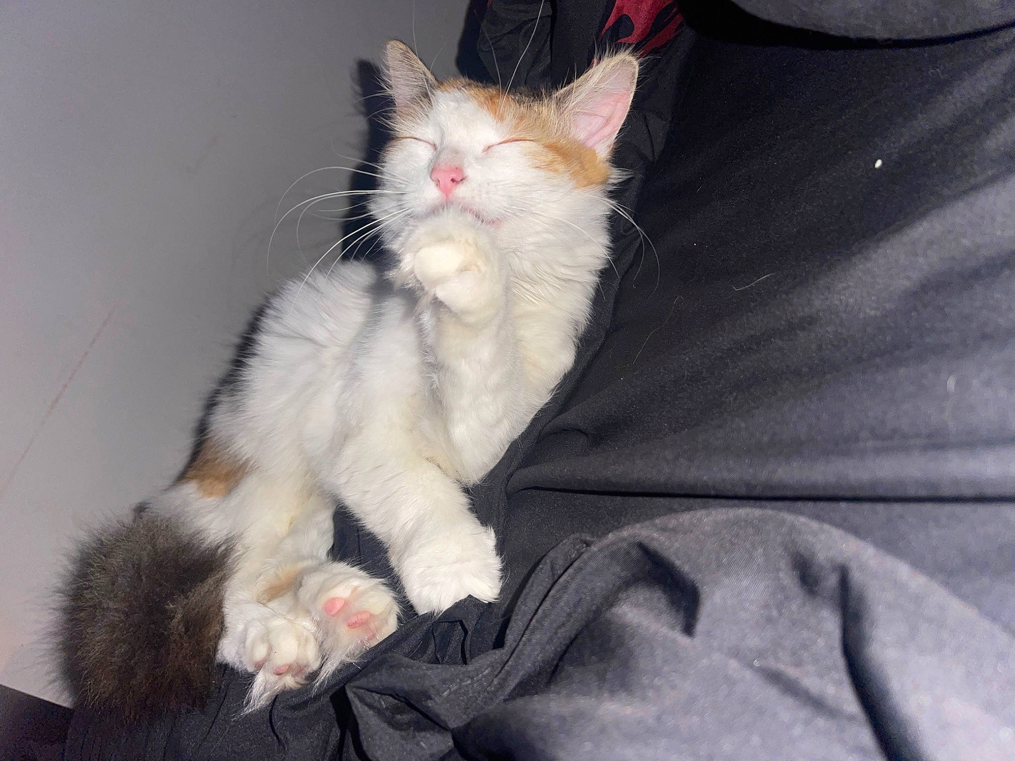 Stella joined the competition — help win amazing prizes! carnivore, cat, claw, comfort, domestic_short_haired_cat, felidae, fur, paw, small_to_medium_sized_cats, snout, tail, whiskers