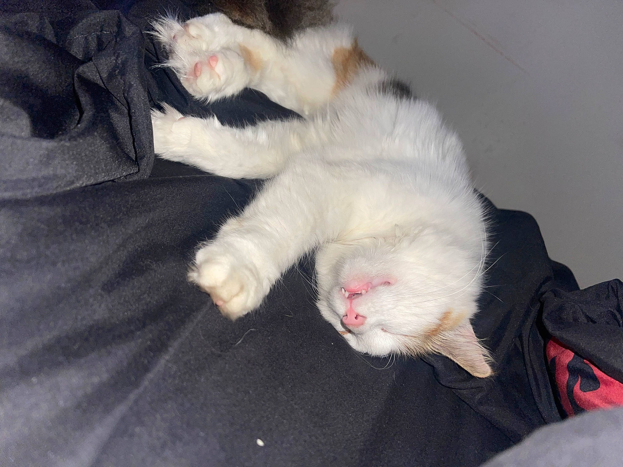 Stella joined the competition — help win amazing prizes! canidae, carnivore, cat, claw, comfort, dog_breed, domestic_short_haired_cat, fang, fawn, felidae, fur, nap, paw, small_to_medium_sized_cats, snout, tail, whiskers