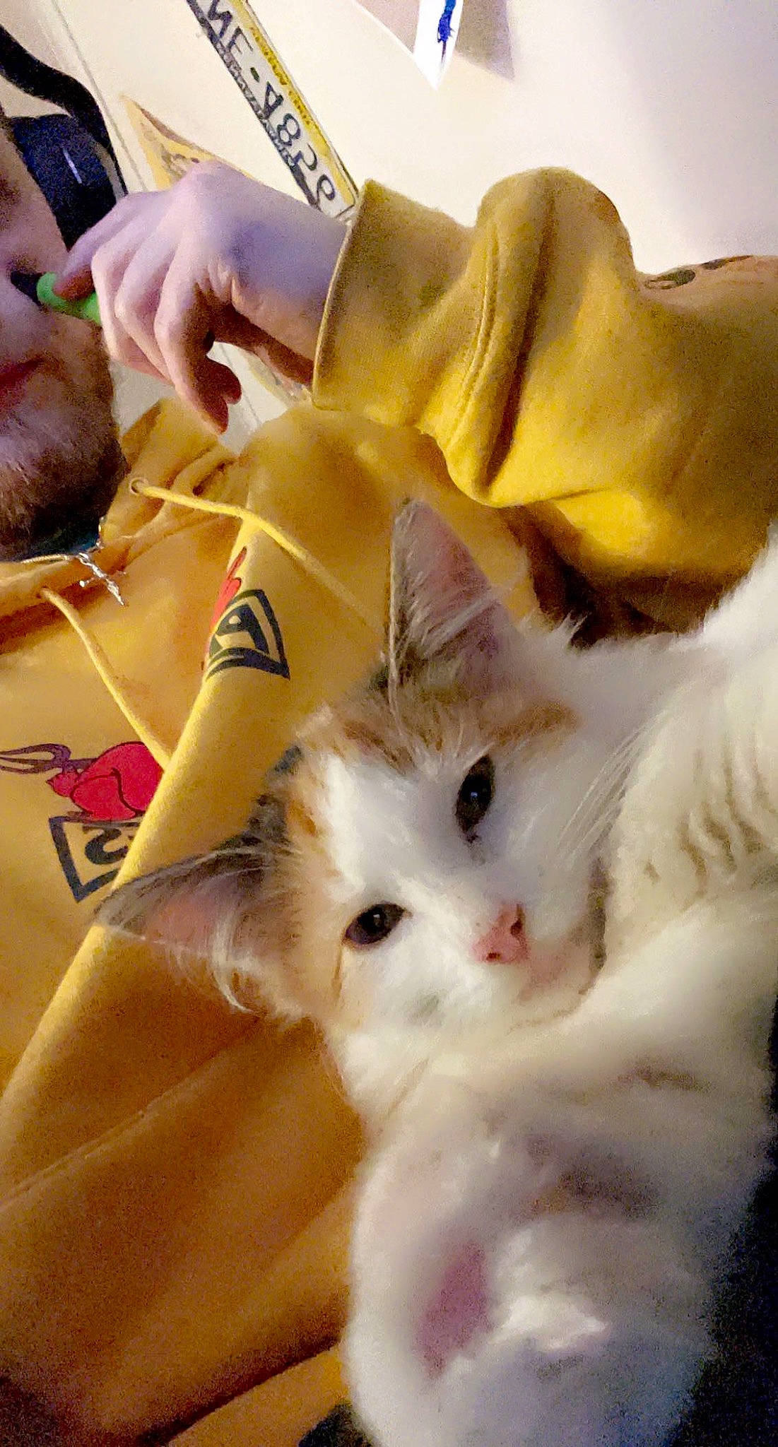 Stella is registered to the contest to win money with this photo: carnivore, cat, comfort, fawn, felidae, fur, gesture, nail, ragdoll, small_to_medium_sized_cats, thumb, whiskers