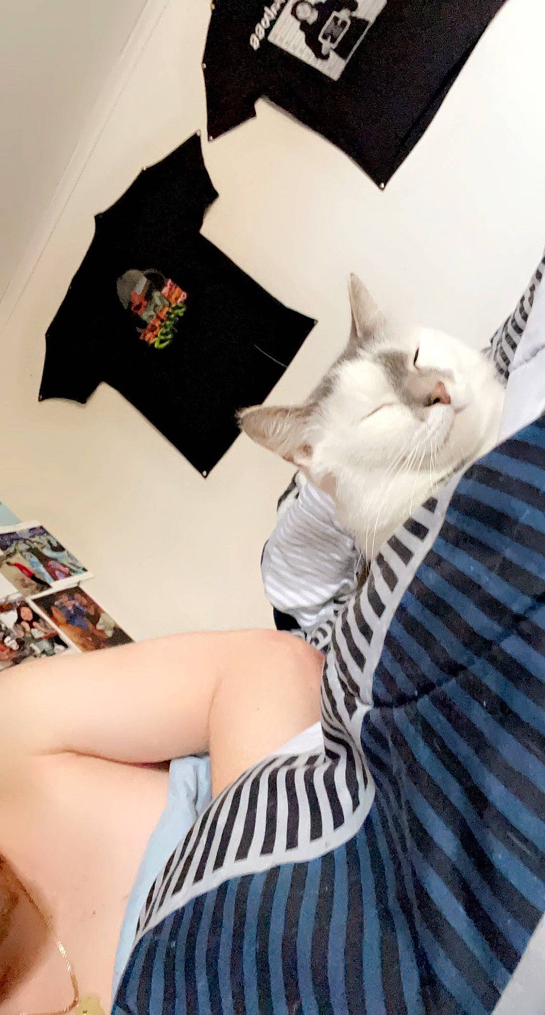 Lovey joined the competition — help win amazing prizes! carnivore, comfort, cool, felidae, finger, grey, headgear, knee, leg, linens, pillow, product, shorts, sleeve, sportswear, t_shirt, textile, thigh, waist, white