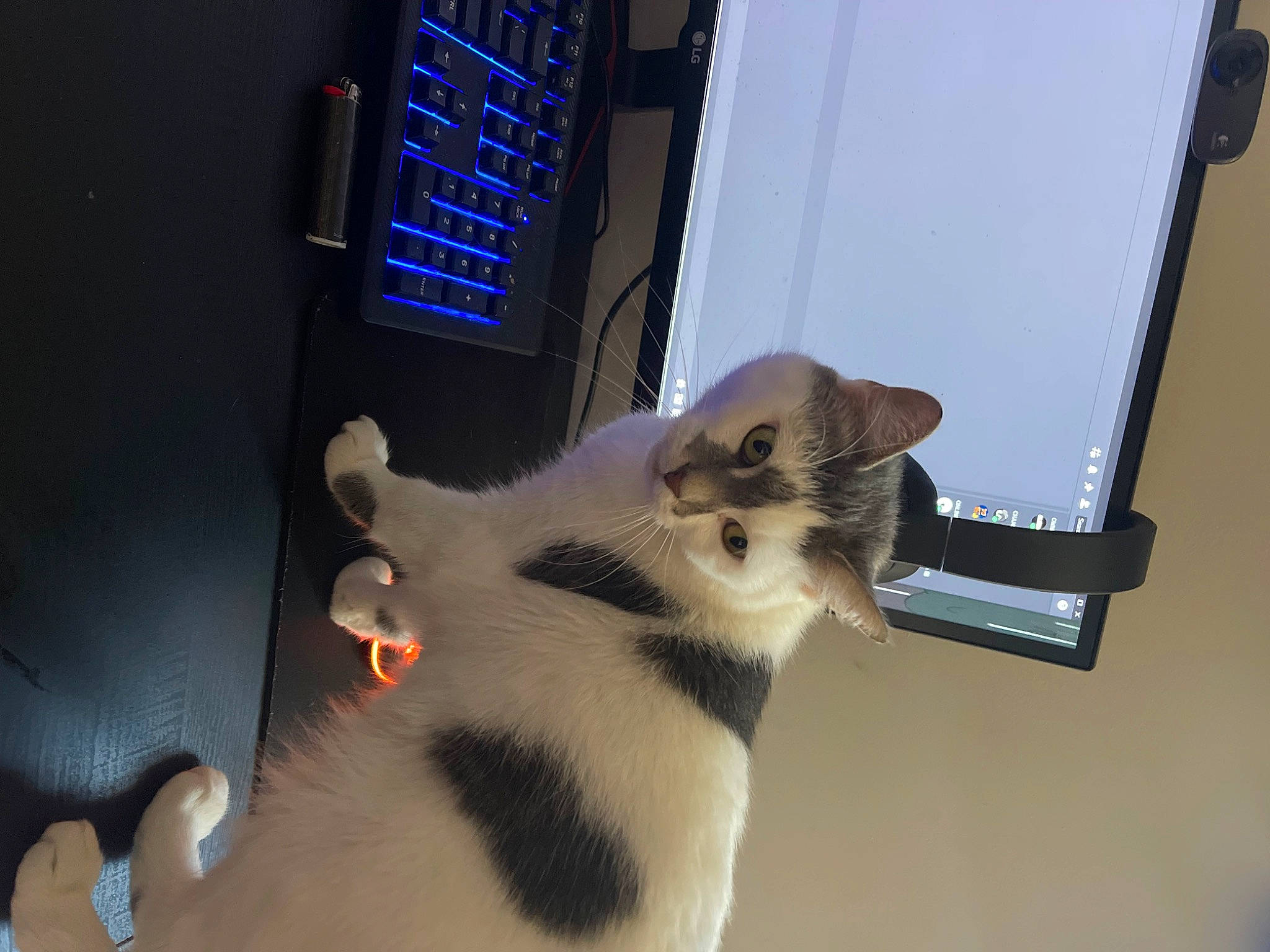 Lovey joined the competition — help win amazing prizes! audio_equipment, carnivore, cat, comfort, computer, computer_hardware, display_device, domestic_short_haired_cat, felidae, fur, gadget, input_device, laptop, output_device, paw, peripheral, personal_computer, small_to_medium_sized_cats, tail, whiskers