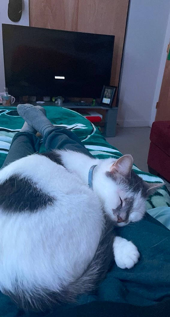 Lovey joined the competition — help win amazing prizes! carnivore, cat, comfort, display_device, domestic_short_haired_cat, felidae, fur, home_appliance, laptop, linens, mammal, nap, paw, room, small_to_medium_sized_cats, snout, tail, television, vertebrate, whiskers