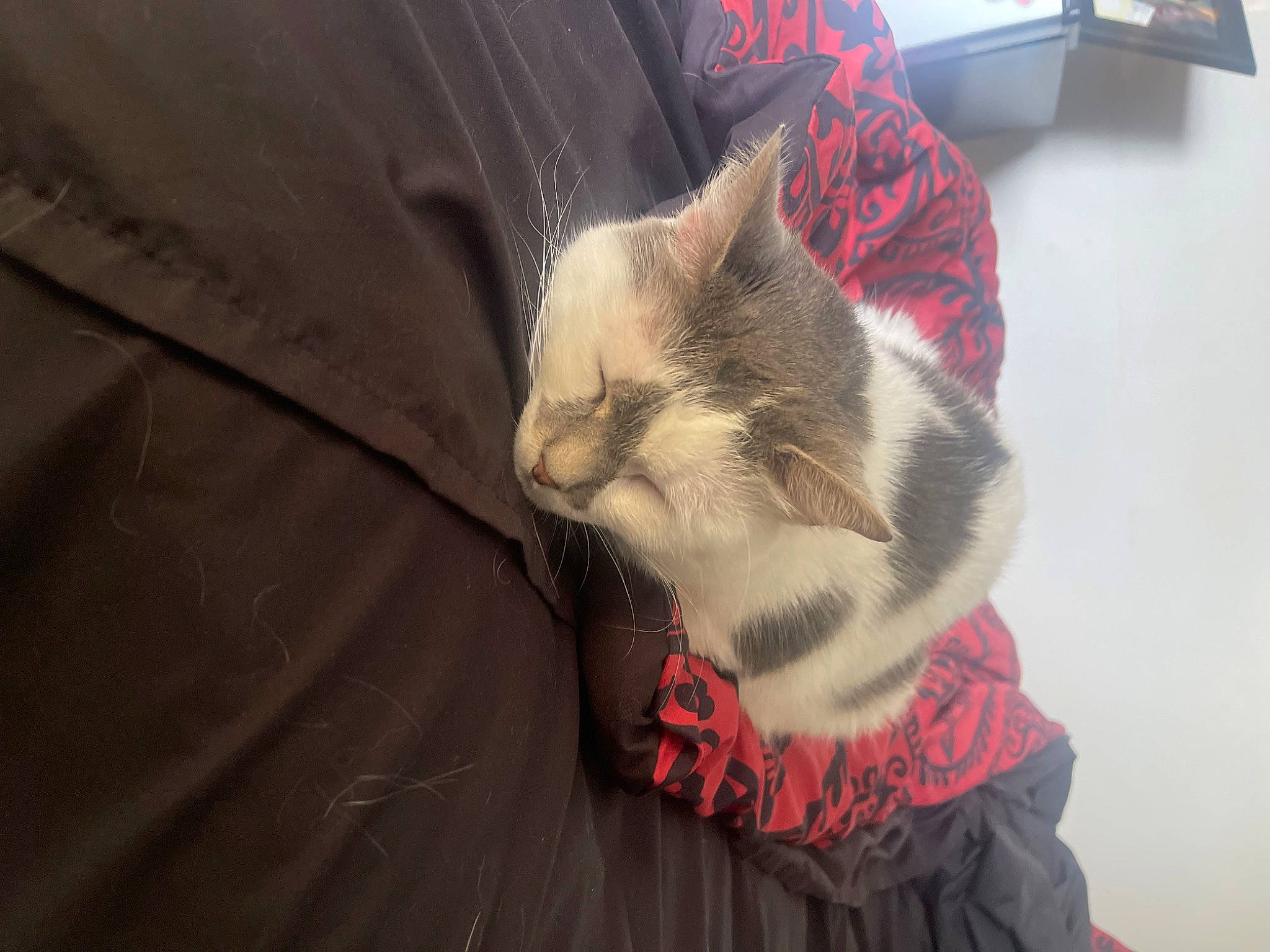 Lovey is registered to the contest to win money with this photo: beard, canidae, carnivore, cat, claw, comfort, domestic_short_haired_cat, fang, felidae, fur, grey, nap, paw, small_to_medium_sized_cats, snout, tail, whiskers