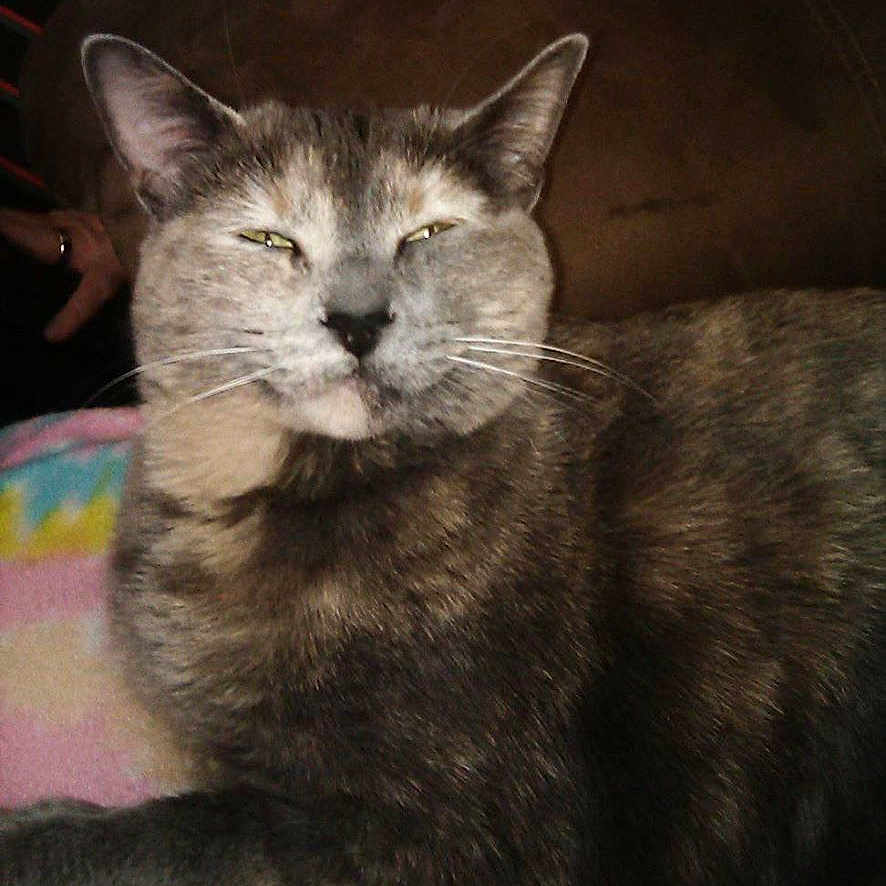 Zoey is registered to the contest to win money with this photo: animal, blanket, cat, close_up, couch, cute, domestic_animal, ears, face, feline, fur, furry, indoor, mammal, pet, portrait, relaxed, resting, sleepy, whiskers