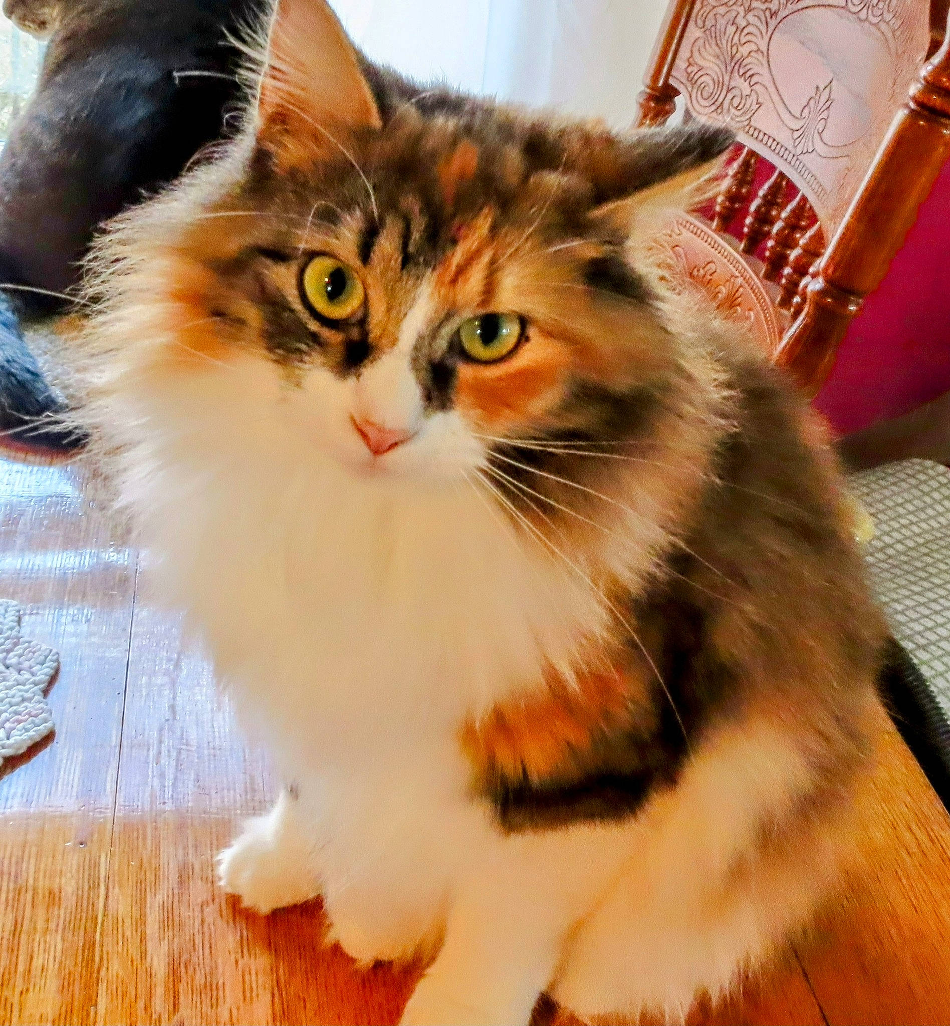 Fuzzy joined the competition — help win amazing prizes! carnivore, cat, claw, domestic_short_haired_cat, eye, fawn, felidae, flooring, fur, hardwood, paw, photo_caption, small_to_medium_sized_cats, snout, tableware, tail, terrestrial_animal, whiskers, window, wood