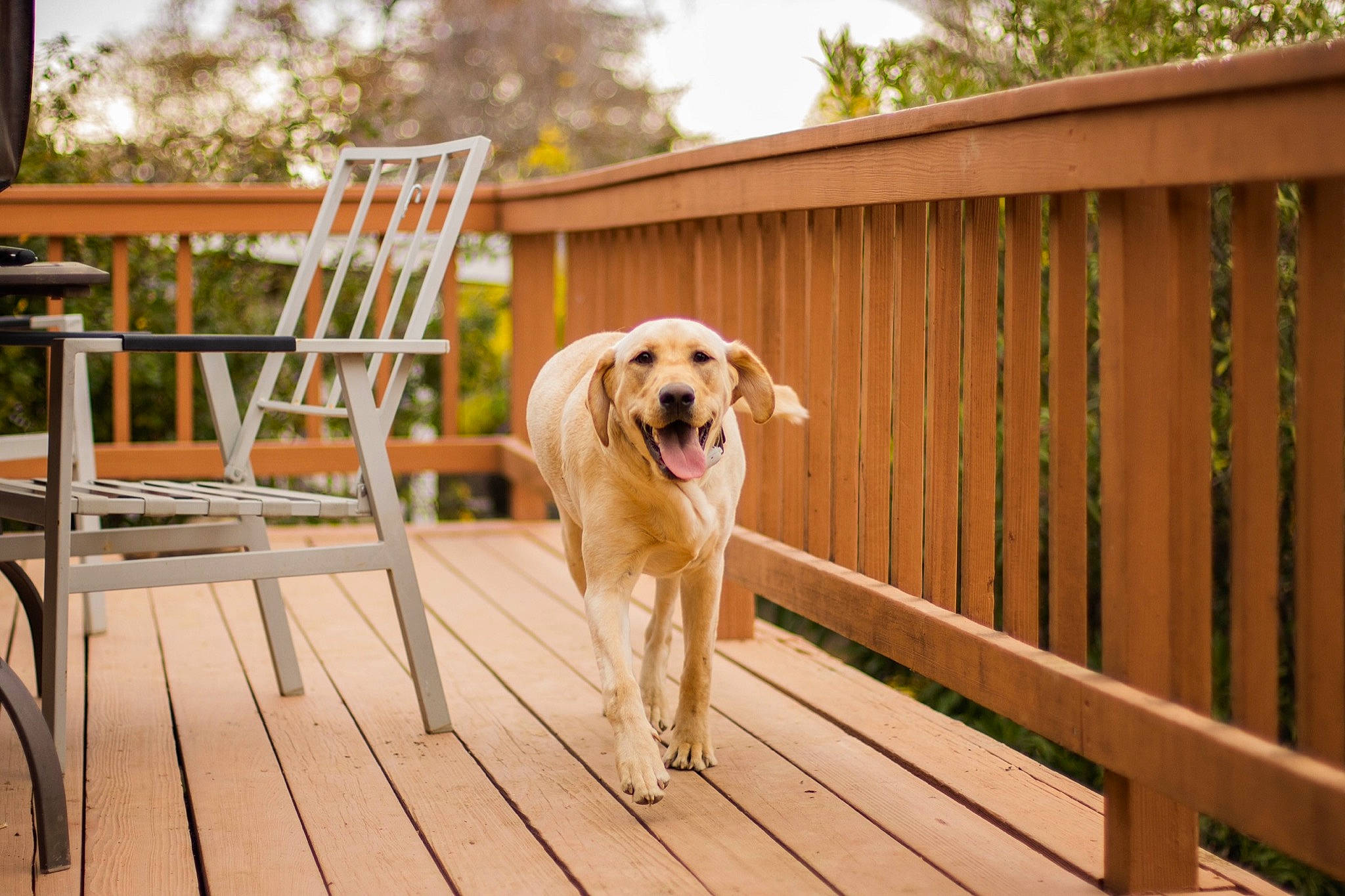 Cali joined the competition — help win amazing prizes! carnivore, chair, companion_dog, deck, dog, dog_breed, fawn, fence, flooring, grass, hardwood, leisure, outdoor_furniture, plank, plant, porch, tail, tree, wood, wood_stain